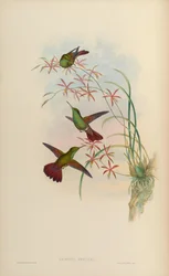 Amazilia devillei = Amazilia beryllina devillei